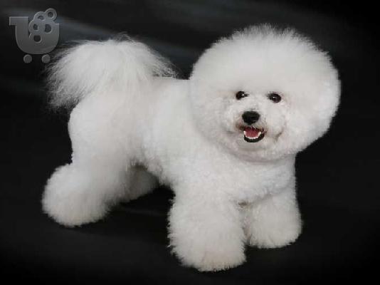PoulaTo: Bichon Frisé